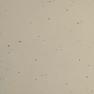 Vanilla Bean speckled